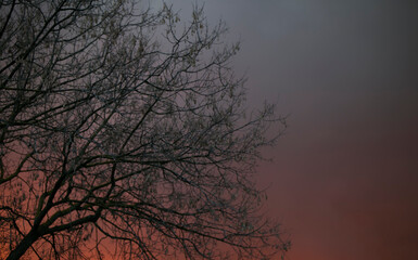 tree branches without leaves on dark night background