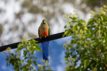 Photograph of an Australian King Parrot sitting on a blue fabric fence in the sunshine in the Blue Mountains in New South Wales, Australia.