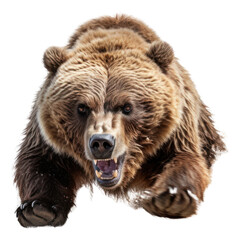 Obraz premium PNG Brown stuffed bear wildlife mammal animal.