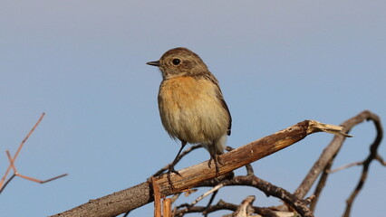 robin perched on a branch