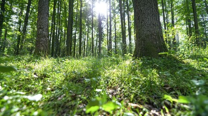 Obraz premium Tall green trees stand in a lush summer forest as bright sunlight filters down to the mossy ground.