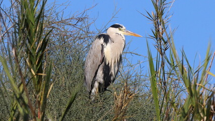 Grey heron on the Sorek river.