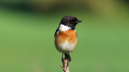 birds black-headed whinchat sitting on a tree branch