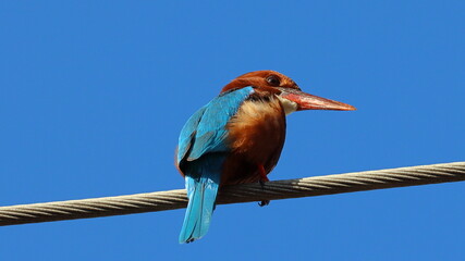 A kingfisher sits on a wire.