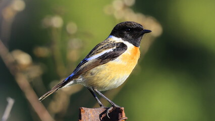 birds black-headed whinchat sitting on a tree branch