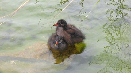 water hen chicks