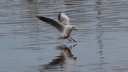 seagull in flight