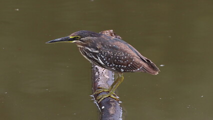 Mangrove heron catching fish on the Surik River
