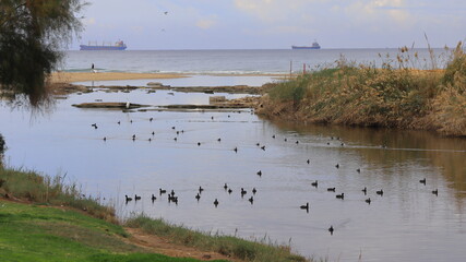 reeds on the beach