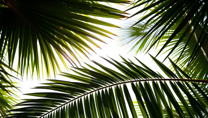 tropical nature green palm leaf on transparent background png file, Backlit. with white shades