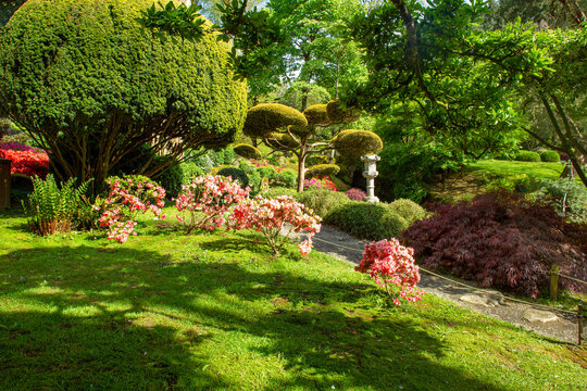 Amazing "clouds" of  topiary  yew trees on pond shores  in Maulevrier Japanese garden