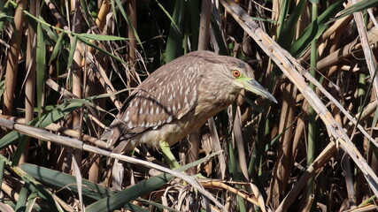 great blue heron ardea cinerea