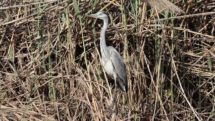 Grey heron on the Sorek river.