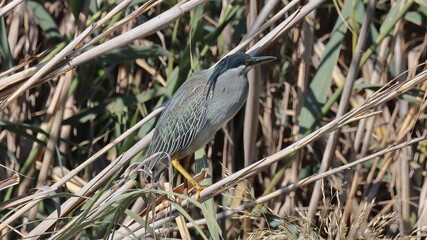 great blue heron ardea cinerea