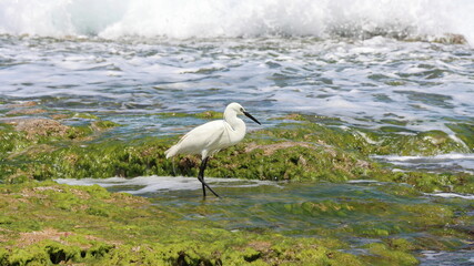 great blue heron ardea cinerea