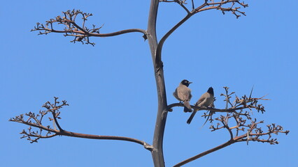 birds on tree