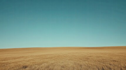 Fototapeta premium Expansive golden wheat field under clear blue sky horizon