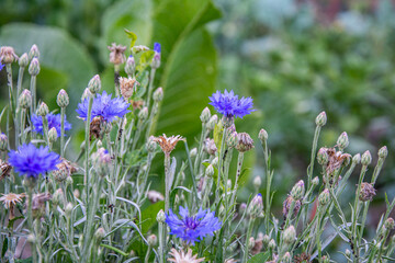 Wild blue Cornflower flowers on meadow