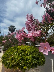 Tropical Flowers in the City – Blooming Oleander Close-Up