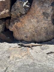 Wild Lizard Basking in the Sun on Rocky Terrain
