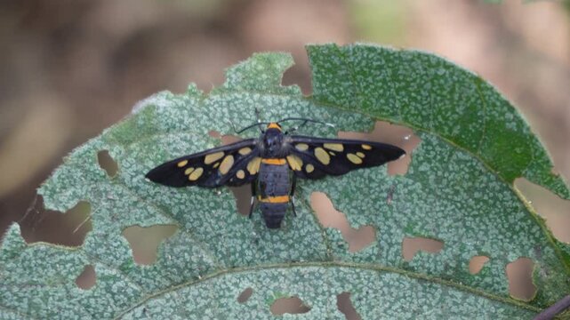 Handmaiden moth is resting on a leaf	