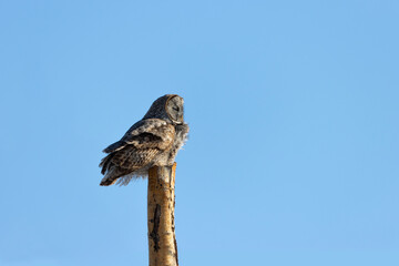 side profile of great grey owl perched on top of tree stump with solid blue background