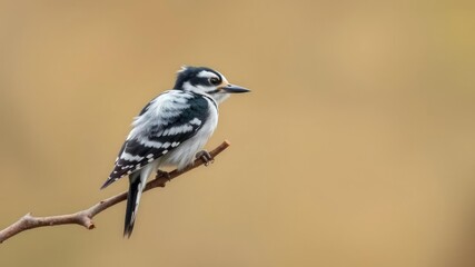 Obraz premium Downy Woodpecker on a branch with feathers ruffled from pecking, downy woodpecker, feathers