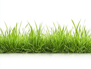 Obraz premium Fresh green grass with detailed blades and natural texture in isolated close up for nature background and organic landscape concept