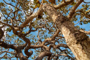 Tree  pequi  (Caryocar brasiliense). Typical Brazilian tree with blue sky in the background. Selective focus. 