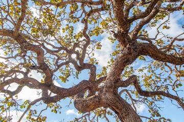 Tree  pequi  (Caryocar brasiliense). Typical Brazilian tree with blue sky in the background....