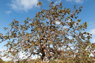 Tree  pequi  (Caryocar brasiliense). Typical Brazilian tree with blue sky in the background. Selective focus. 