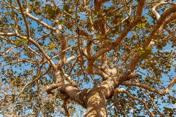 Tree  pequi  (Caryocar brasiliense). Typical Brazilian tree with blue sky in the background. Selective focus. 
