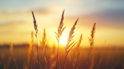 Fototapeta premium Golden Hour Sunset Over Grassy Field