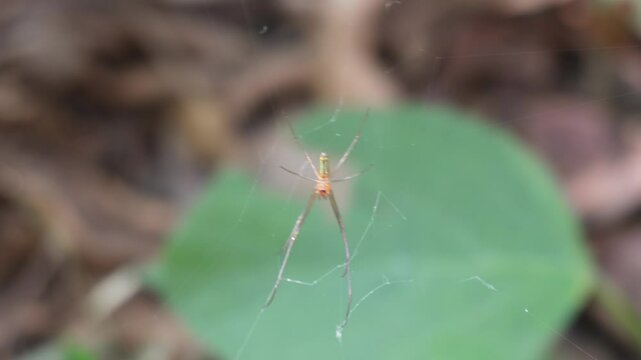 The Tetragnatha striata, also known as a long-jawed orb weaver or stretch spider on its cobweb	