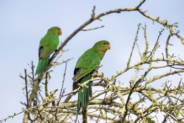 Photograph of two Australian King Parrots sitting in a leafless tree in the sunshine in the Blue Mountains in New South Wales, Australia.