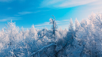 Winter rime