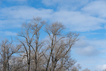 Dark tree branches in blue sky background and white clouds. Natural wallpaper and texture. Sadness and charm concept in early spring. Branch are bare without leaves.