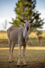 Eland in South Africa with a African Sunset