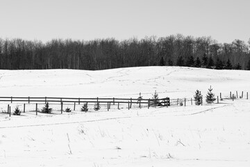 winter farm land landscape with wooden fence through rolling snow covered hills and tree line in distance