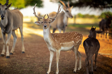 Fellow Deer in South Africa