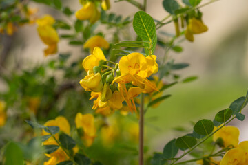 Blooming yellow bladder-senna flower on a summer sunny day macro photo. Wildflower with yellow petals in the meadow close-up photo.