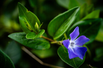 closeup of purple flower in bloom on stem of green leafy plant with flower bud