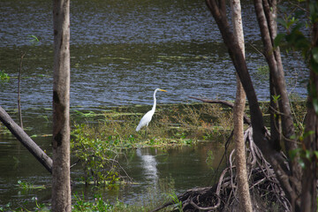 Ardea alba egretta, Great Egret, garça branca grande