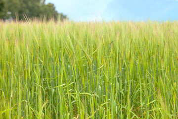 Landscape with a vast spring field of green rye sways in the wind, with some stalks blurred. Farmers eagerly await a rich rye harvest in autumn.