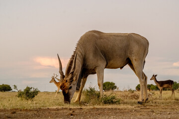 Eland in South Africa with a African Sunset