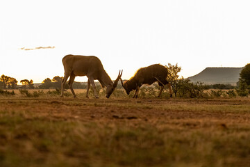 Eland fighting Nyala in African Sunset
