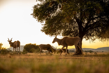 Eland fighting Nyala in African Sunset