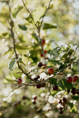 Plants Crab Apple Michigan Nature Prairie 
