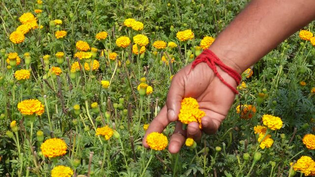 The person is plucking orange marigold by his hands from the marigold field