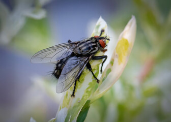 fly on a green leaf